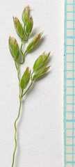 Poa interior