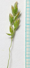 Poa interior