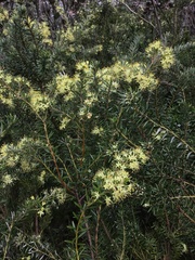 Leionema phylicifolium