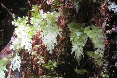 Hymenophyllum flabellatum image