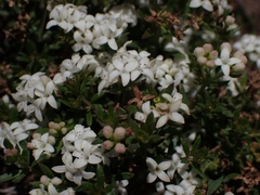 Asperula pusilla