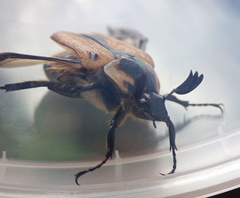 Chondropyga dorsalis