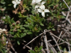 Asperula pusilla