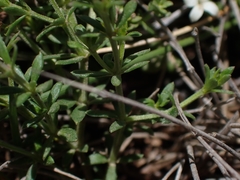 Asperula pusilla