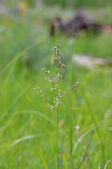 Poa pratensis pratensis