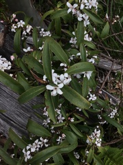 Philotheca myoporoides
