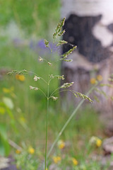 Poa pratensis pratensis