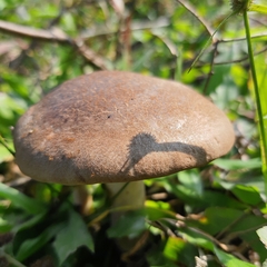 Tylopilus formosus