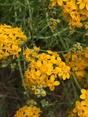 iNaturalist observation photo of Golden Yarrow