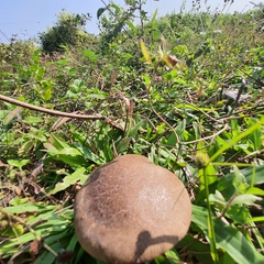 Tylopilus formosus