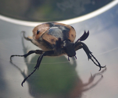 Chondropyga dorsalis