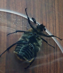 Chondropyga dorsalis