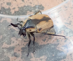 Chondropyga dorsalis