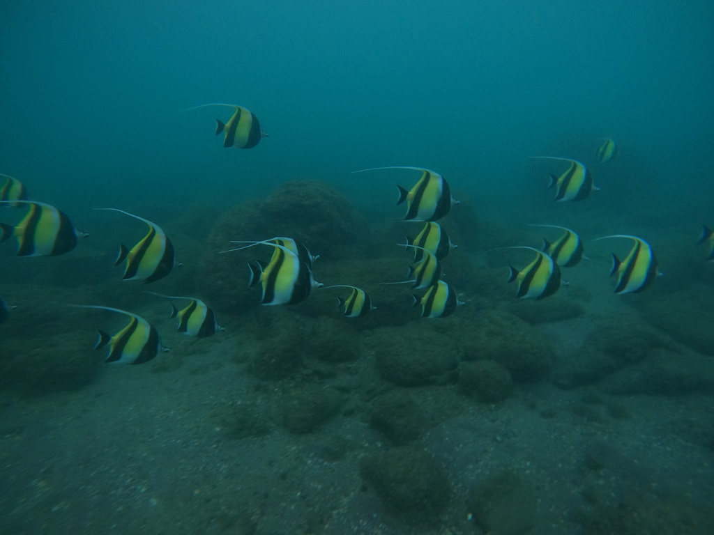 Moorish idol