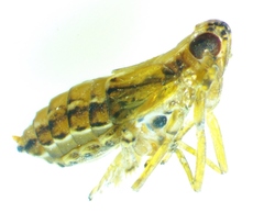 Megamelus ungulatus