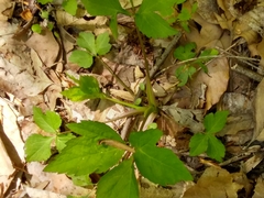 Hydrophyllum virginianum