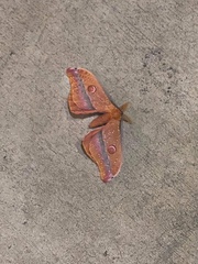 Opodiphthera loranthi