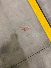 Opodiphthera loranthi