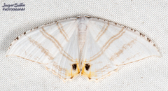 Epiplema albipennaria