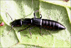 Thyreocephalus chloropterus