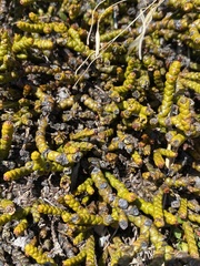 Veronica lycopodioides