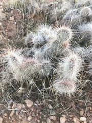 Opuntia polyacantha erinacea
