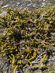 Veronica lycopodioides