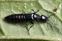 Thyreocephalus chloropterus