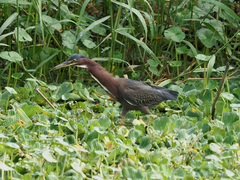 Butorides virescens image
