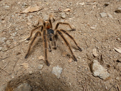 Phrixotrichus scrofa