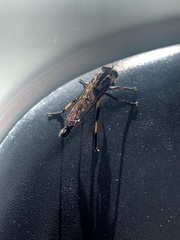 Cerdistus fuscipennis