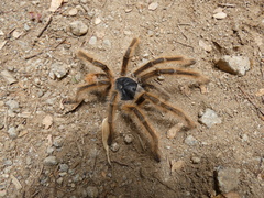 Phrixotrichus scrofa