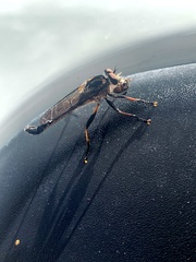 Cerdistus fuscipennis
