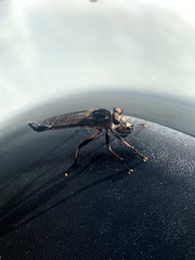 Cerdistus fuscipennis