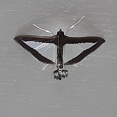 Diaphania superalis