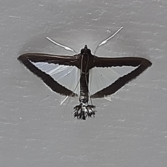 Diaphania superalis