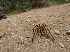 Phrixotrichus scrofa