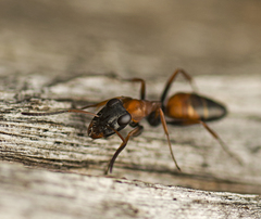 Opisthopsis picta