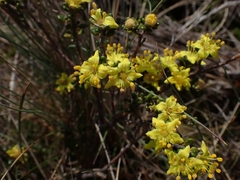 Asterolasia trymalioides