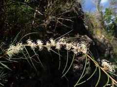 Hakea microcarpa