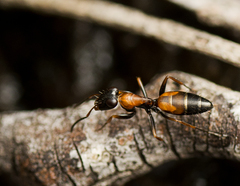 Opisthopsis picta