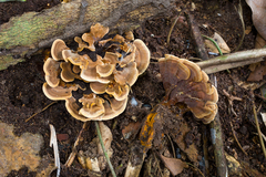 Stipitochaete