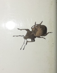 Hyphantus argentinensis