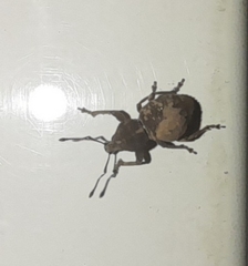 Hyphantus argentinensis