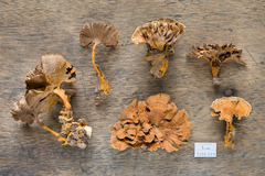 Stipitochaete