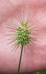 Echinopogon