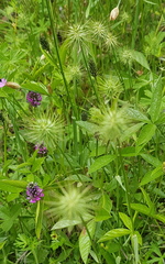 Echinopogon