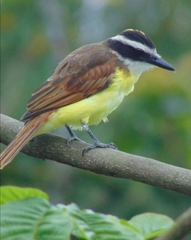 Pitangus sulphuratus