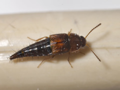 Tachyporus nitidulus