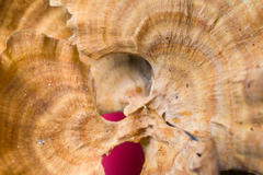 Stipitochaete